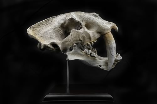 Sabretooth Skull
