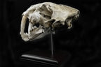 Sabretooth Skull