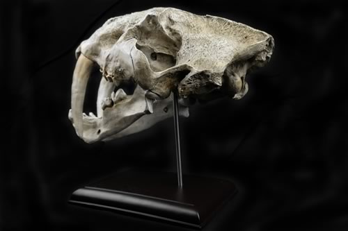 Sabretooth Skull