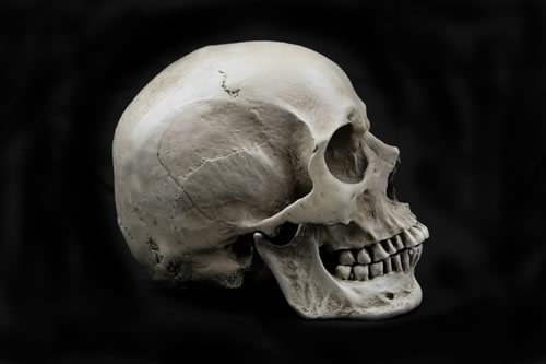  Human Skull