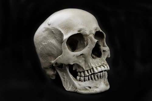  Human Skull