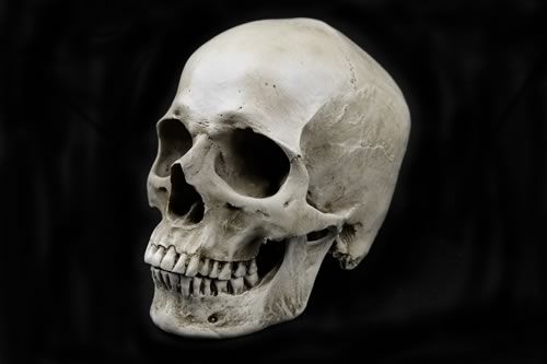 Human Skull