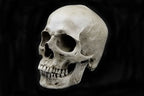  Human Skull