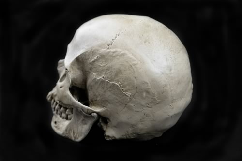  Human Skull