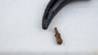 Powder Horn with Natural Horn Desk Stand