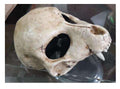Animal Skull