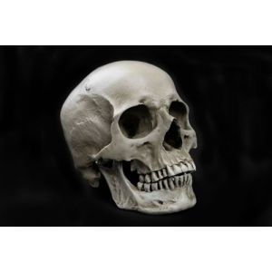  Human Skull